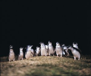 Melbourne Private Tours Phillip Island Penguin Tour Little Penguins