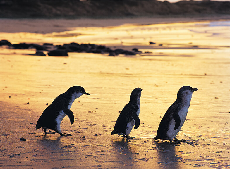 Phillip Island Nature Park - Penguin Reserve