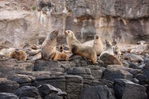 Melbourne Private Tours Phillip Island Ranger Led Adventure Seals