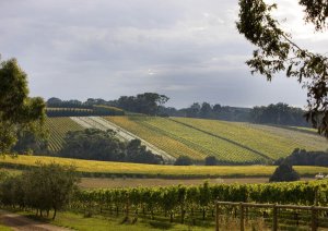 Melbourne Private Tours Mornington Peninsula Tour Winery