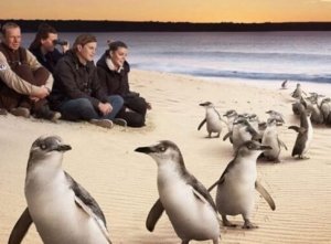 Melbourne Private Tours Private Phillip Island Penguin Tour Penguins on the Beach