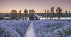 Daylesford wine tours Sault Restaurant Beautiful lavender farm with lovely house at Sunset