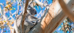 Koala relaxing on a tree branch Great Otway National Park