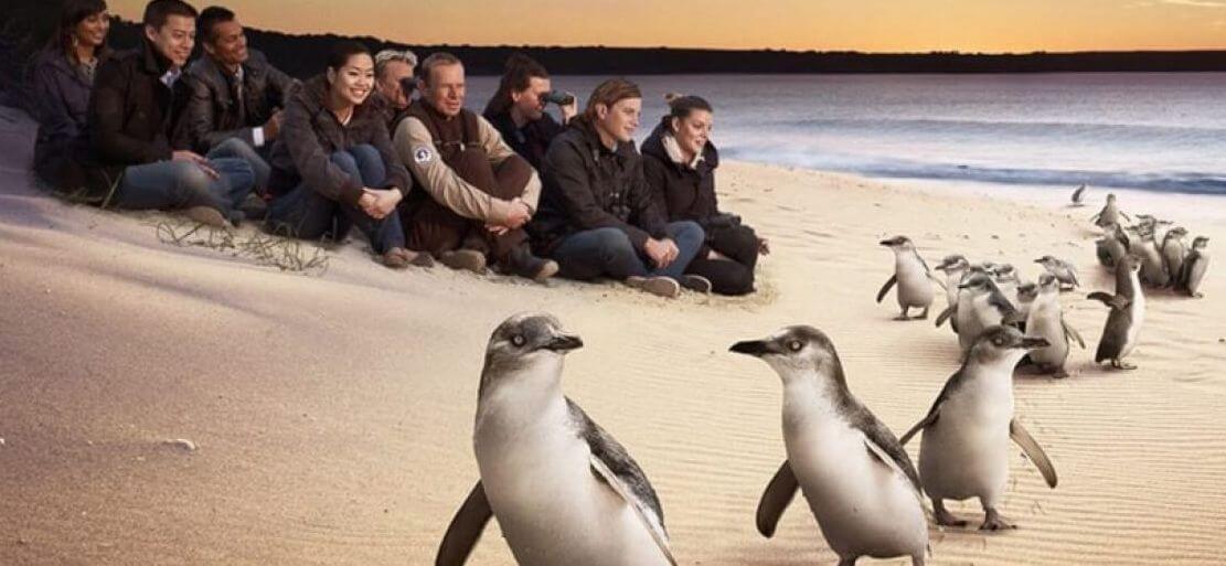 Eco Tour Phillip Island Penguins