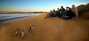 Melbourne Private Tours Explore Phillip Island on the private tour along with Motorbike event