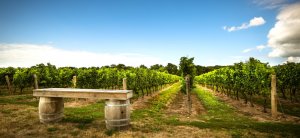 Melbourne Private Tours Mornington Peninsula for food and wine lovers