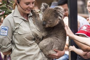 Ballarat Wildlife Park Koala and Keeper