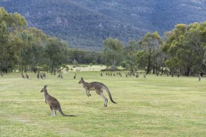 Melbourne Private Tours Grampians kangaroos