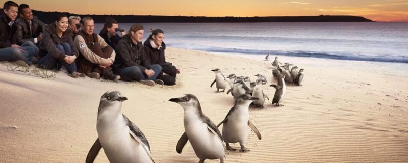 Melbourne Private Tours Touring around Melbourne Phillip Island Marching Penguins