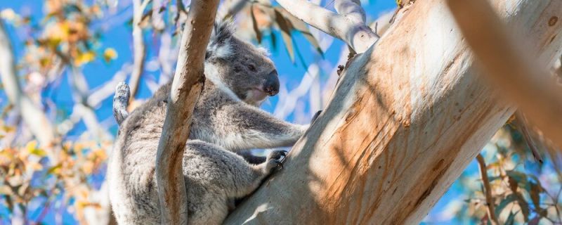 Koala relaxing on a tree branch in Great Otway National Park