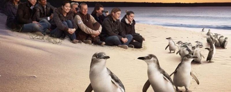 Eco Tour Phillip Island Penguins