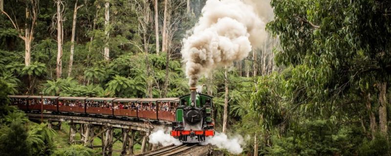 Puffing Billy steam train cruises through towering trees